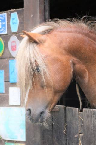 Apy de reve : dp sur itteville 91, ou loc cso dressage