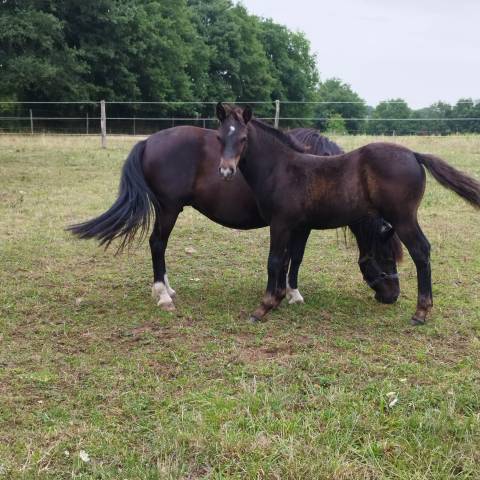 Poney cce à réserver 