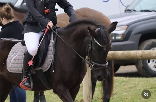 Poney c 11 ans 
