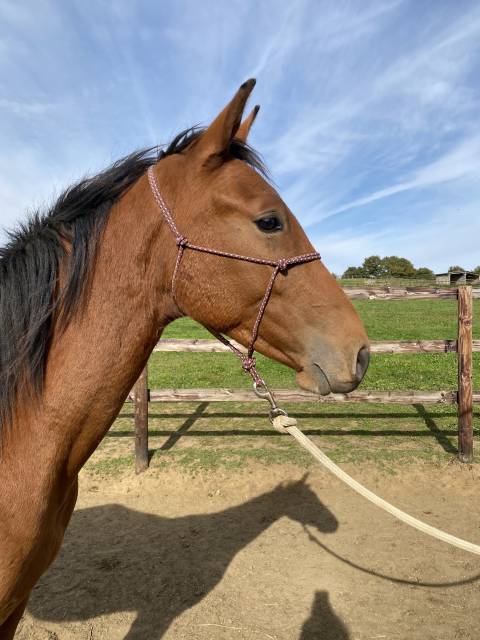 Mâle 2024 par consul dl vie