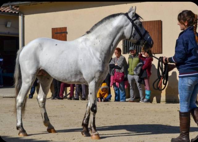 étalon poney few spot 