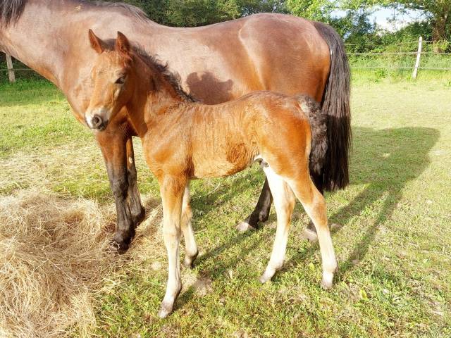 Foal mâle pfs