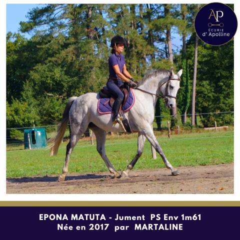 Superbe jument par martaline issue famille d'obstacle