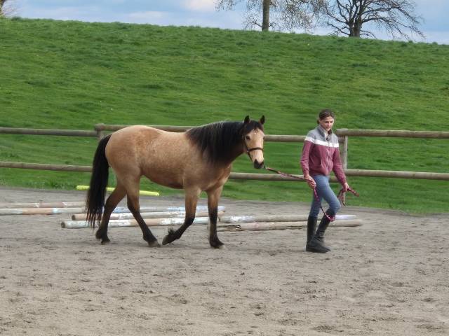 Ponette connemara