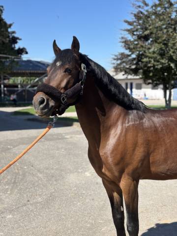 Poney d’avenir
