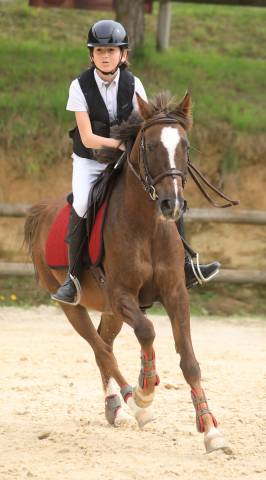Gold - poney d'exception, super resultats pelite/as2