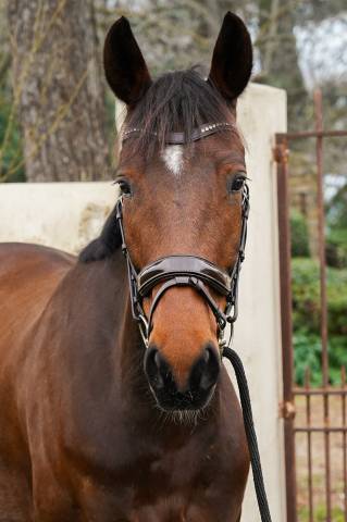 Trotteur français de 6 ans monté