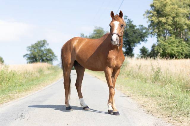 Top poney pour cso et cce