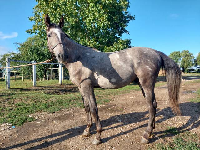 Hongre selle français 2 ans