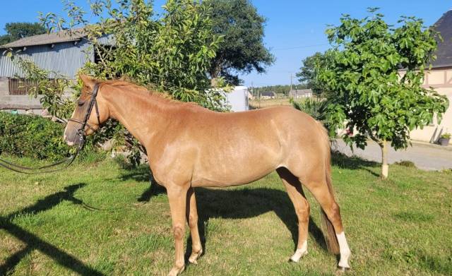 Ponette de 4 ans