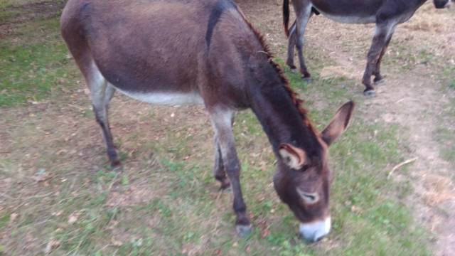 Anes a vendre par paire
