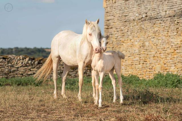 Poulinière pfs crème gestante