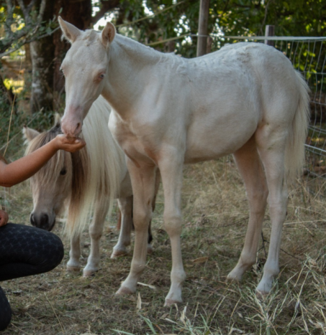 Pouliche cremello 