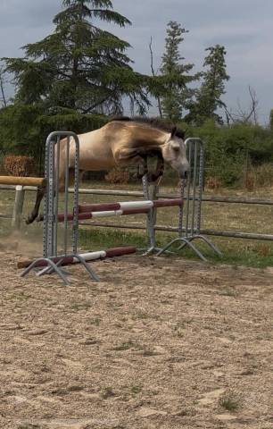 Yearling hongre - futur top poney de sport !