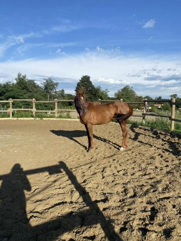 Jument ps de 5 ans à vendre