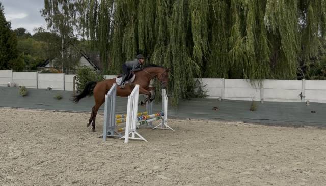 Gentil cheval à louer demi ou pension complète