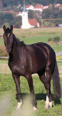 Poulinière dressage