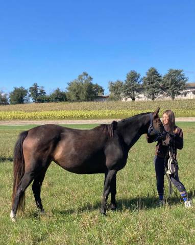 Très jolie pur-sang 4 ans 