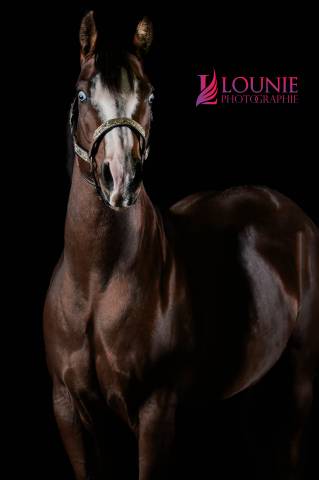 Placement exceptionnel  jument quarter horse de coeur