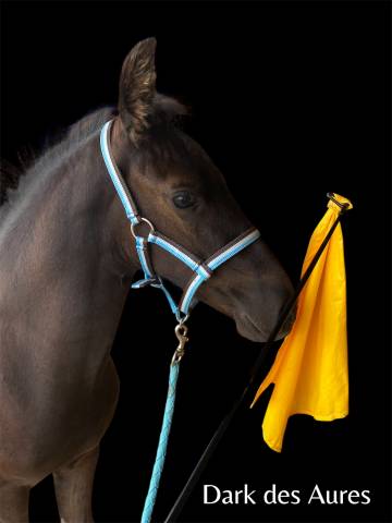 Poulain arabo frison 