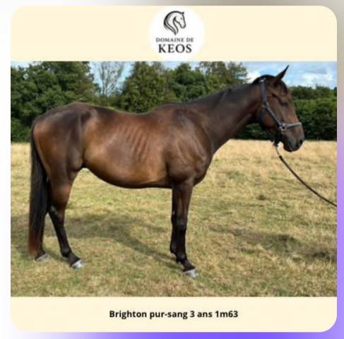 Brighton - cheval de 3 ans, reforme de course pour loisir ou amateur 