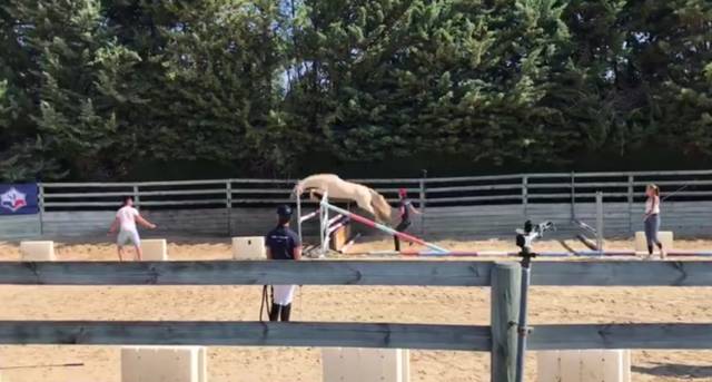 Ponette connemara sport/loisir mental en or