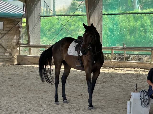 à vendre hongre 5 ans