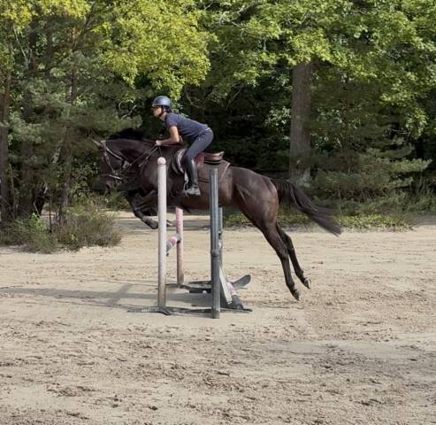Gentil pur sang de 4ans
