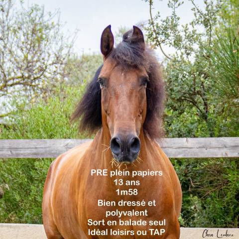 Pre plein papiers 13 ans polyvalent 
