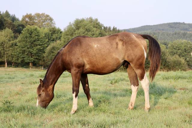 Poulain hongre paint