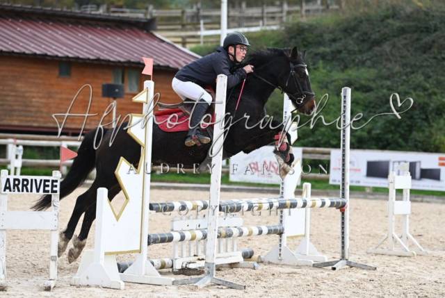 Poney cso avec expérience et caractère en or