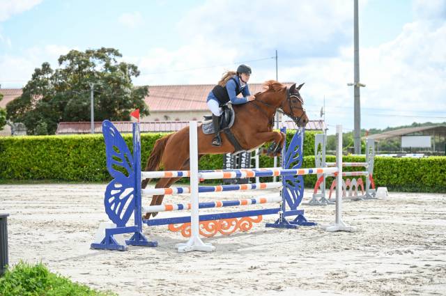 Cheval cso de compétition - anglo arabe