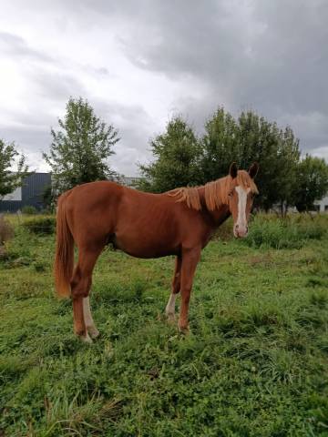 Orion de la babette