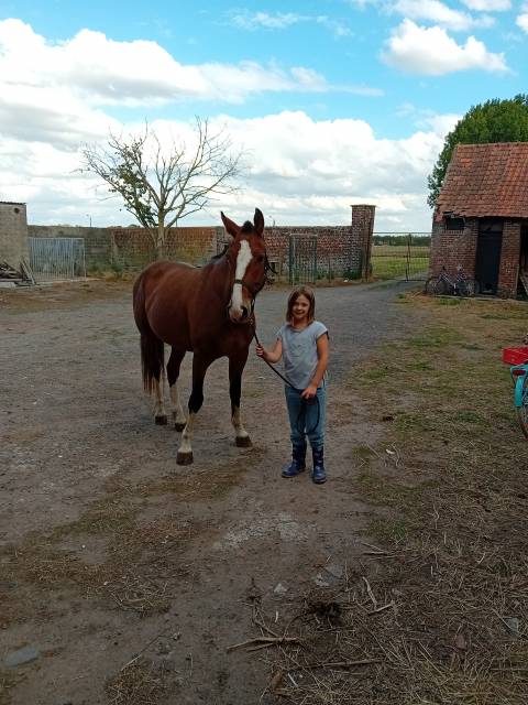 Franche montagne 3 ans 