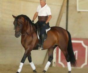 Cascado: un compagnon exceptionnel, pour la dressage