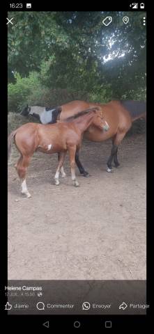 Poulain onc