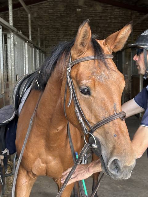 Pouliche sf 3 ans à vendre 