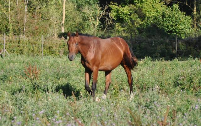 Poulain mâle de 2 ans selle français