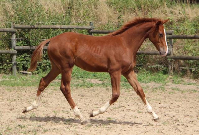 Vente poulain sf 6 mois