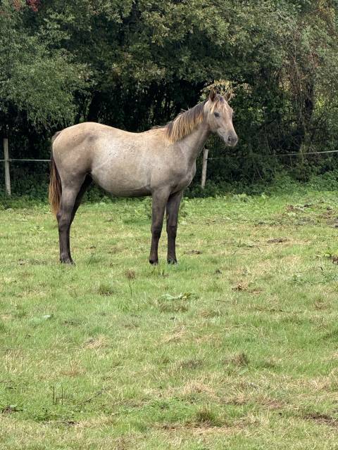 Yearling femelle untouchable 27 x falko de hus 