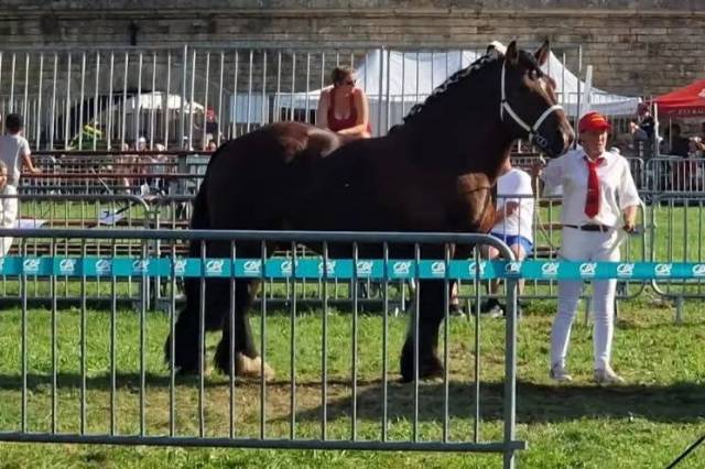 Trait ardennais