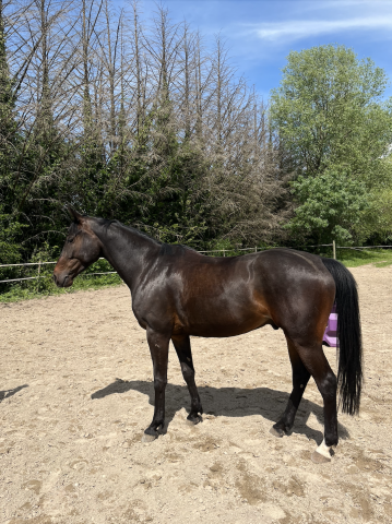 Hongre 5 ans rudy bw