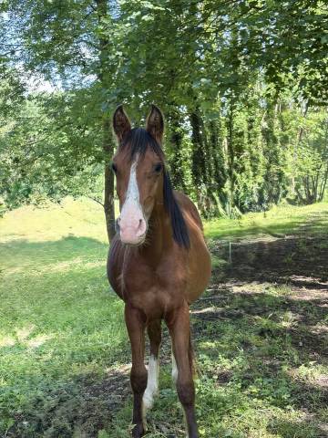 Poulain à vendre