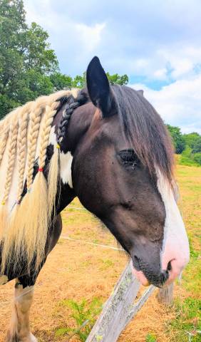 Jedi - hongre de 6 ans croisé gypsy cob x percheron