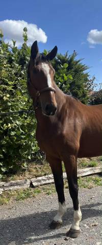 Beau 3 ans ! qody st aubert x contact van de heffinck