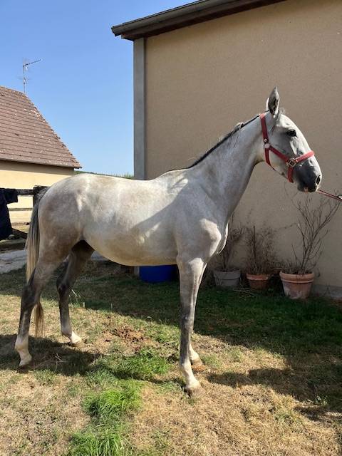 Cheval hongre ne en 2022