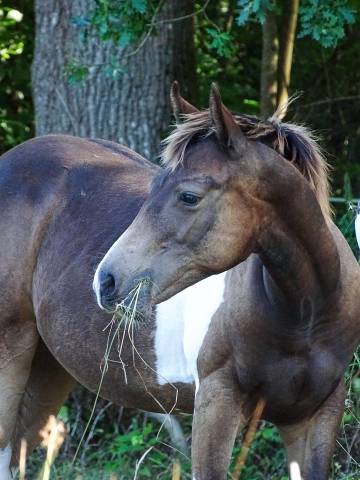 Poulain paint horse