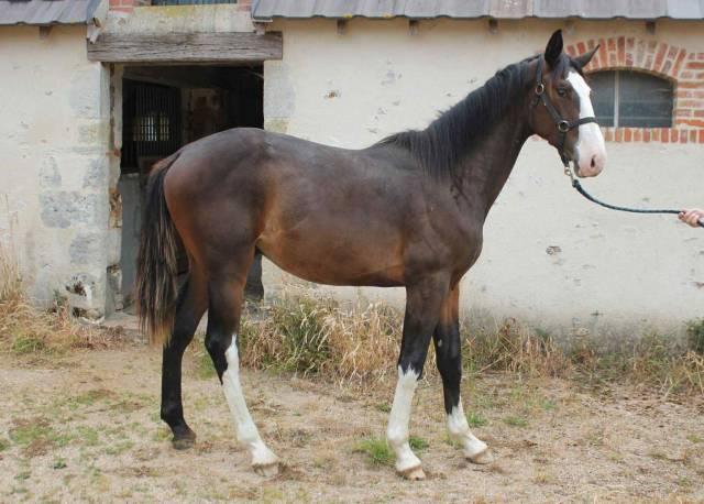 Poulain 1 an, excellentes origines