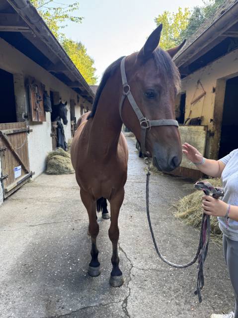 Poney pfs hc