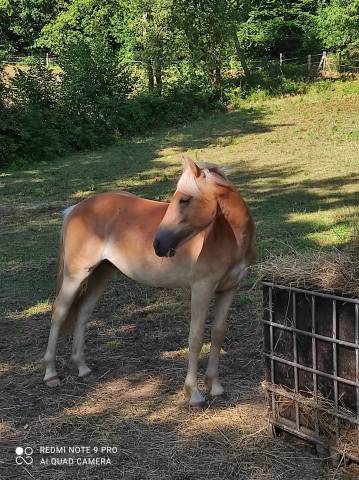 Poulain haflinger pp lux père morgenstern liz